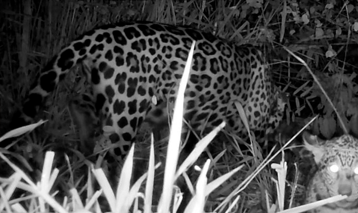 Tratada e reinserida na natureza, onça aparece com filhote no Pantanal