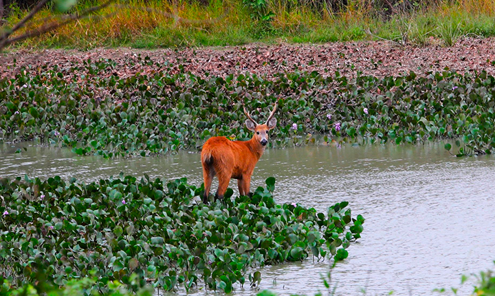 MS destina R$ 30 milhões a propriedades com vegetação nativa excedente no Pantanal