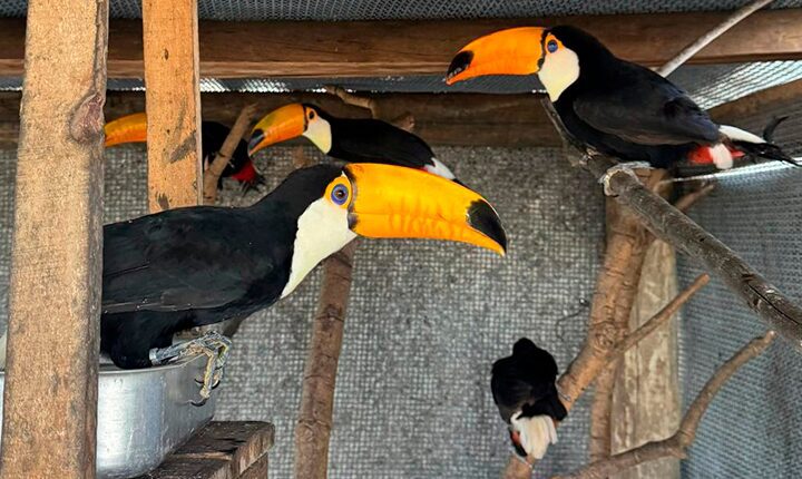 Reabilitados no CRAS, animais silvestres retornam à liberdade