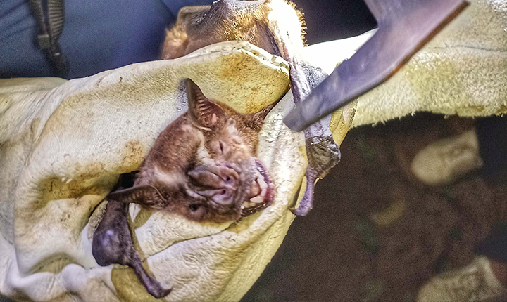 Casos de raiva em morcegos gera alerta na capital