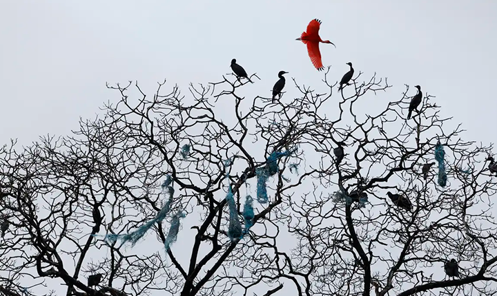 Mais de 500 espécies de aves podem desaparecer em um século