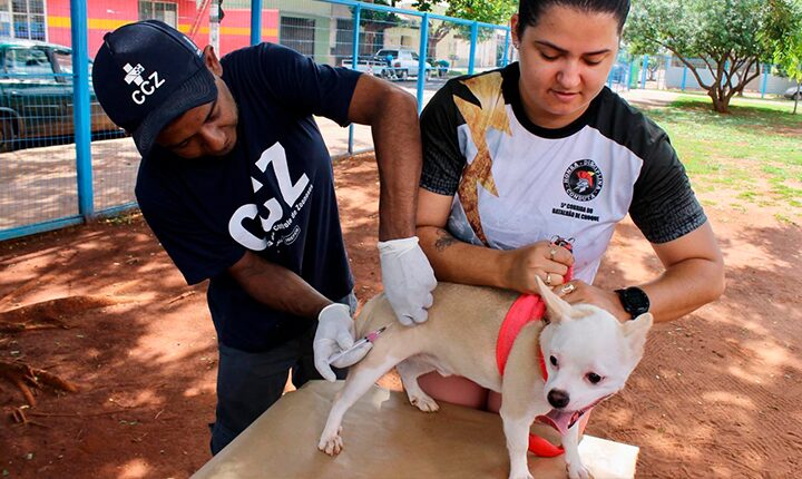 Campanha de vacinação antirrábica começa nesta segunda