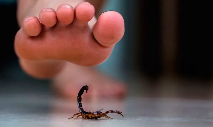 Segunda criança morta por escorpião acende alerta em MS