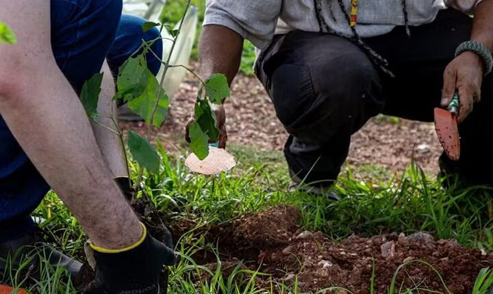 CG amplia arborização com distribuição de 15 mil mudas e criação de miniflorestas urbanas