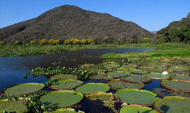 Pantanal é destaque em campanha global inédita com a National Geographic