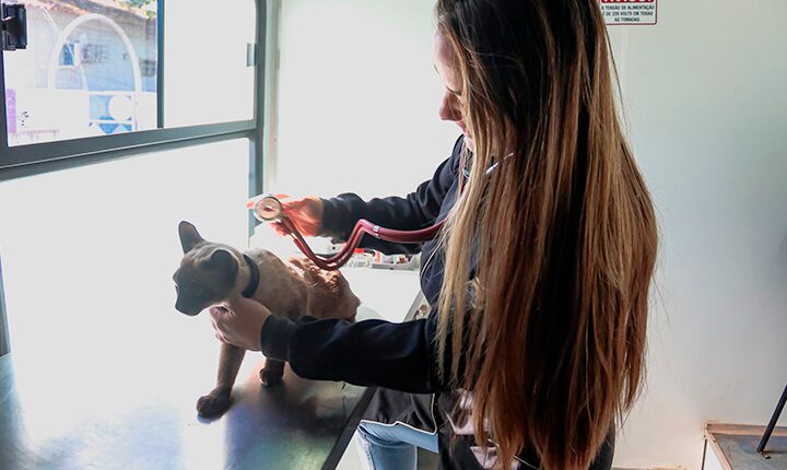 Confira que bairros receberão atendimento veterinário em setembro