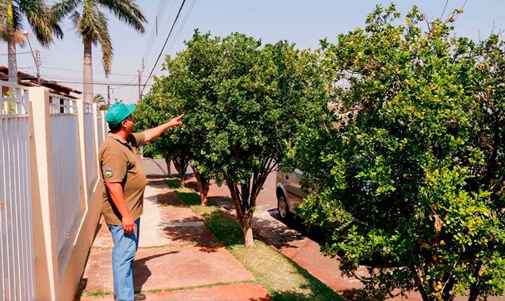 Murta terá erradicação planejada em Campo Grande