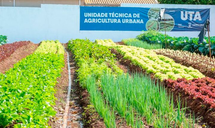 Hortifrutis doados pela Ceasa na capital matam a fome e viram adubo para a comunidade