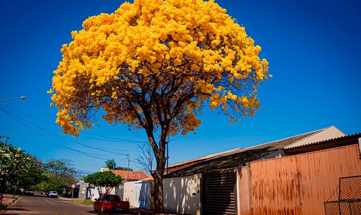 Vejas as árvores que você pode plantar e aquelas que devem ser evitadas na capital