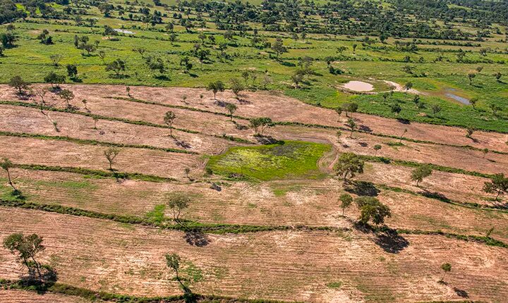 STJ manda TJMS reavaliar licença de desmatamento em área crítica do Pantanal
