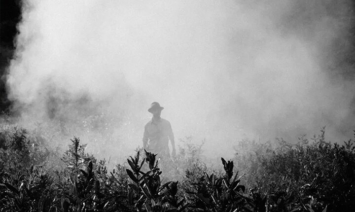 Lobby do agrotóxico impõe retrocessos e enfraquece controle ambiental no país