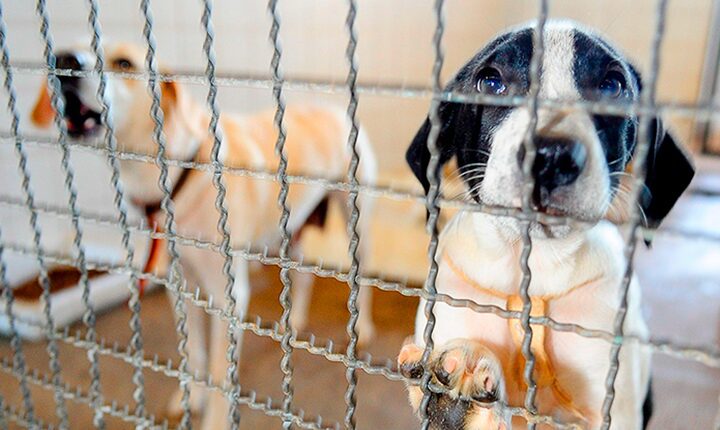 Campo Grande realiza feira de adoção de cães adultos resgatados de maus-tratos