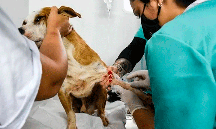 Campo Grande abre credenciamento para castração de animais