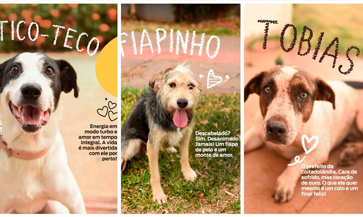 Tico-Teco, Fiapinho e Tobias esperam por você na Praça Bolívia, neste sábado
