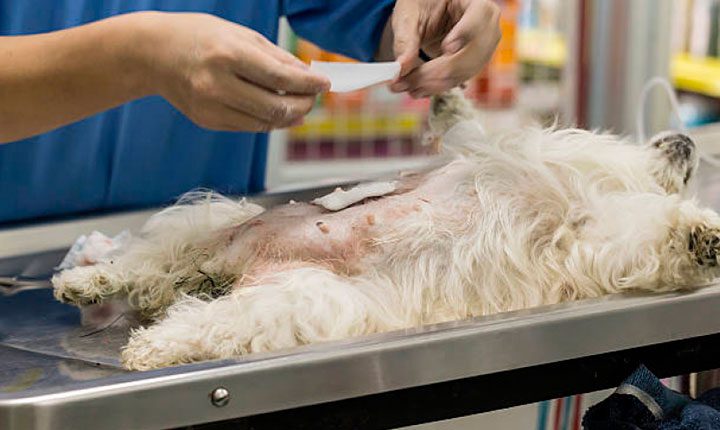 Campo Grande sanciona lei para até 34 mil castrações de animais por ano