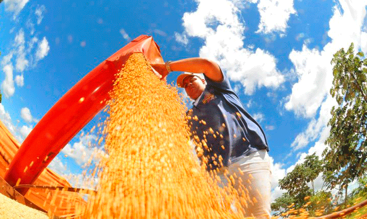 Valor Bruto da Produção Agropecuária de MS cresce 23,6% e atinge R$ 76,3 bilhões