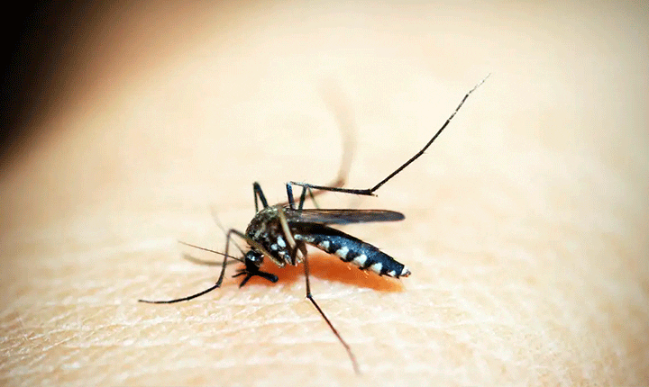 Brasil intensifica combate à dengue: MS colhe frutos do Projeto Wolbachia