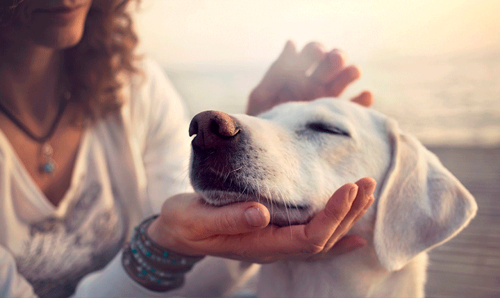 Terapia pets