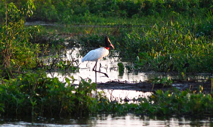 Governo consolida preservação de 126 mil hectares no Pantanal