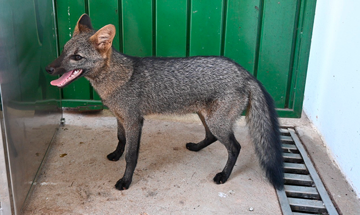 Centro de Triagem de Três Lagoas é referência no atendimento de animais silvestres