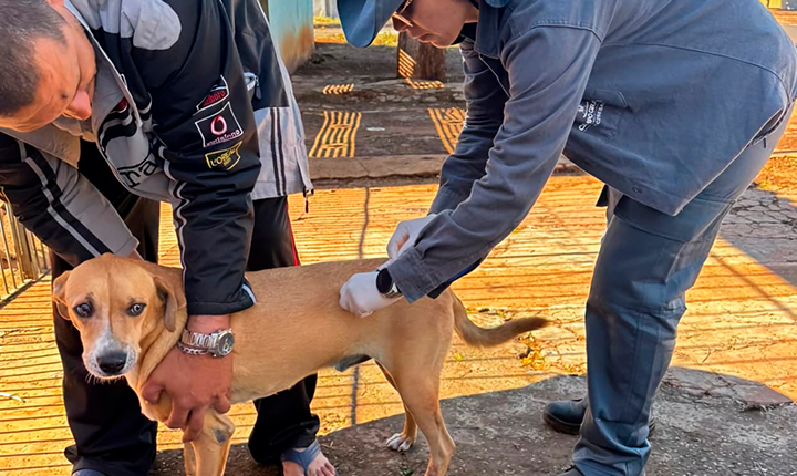 Terceiro caso de raiva em morcegos acende alerta sanitário em Campo Grande