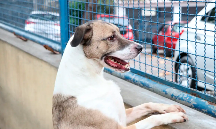 Justiça determina criação de abrigo público para animais em Campo Grande
