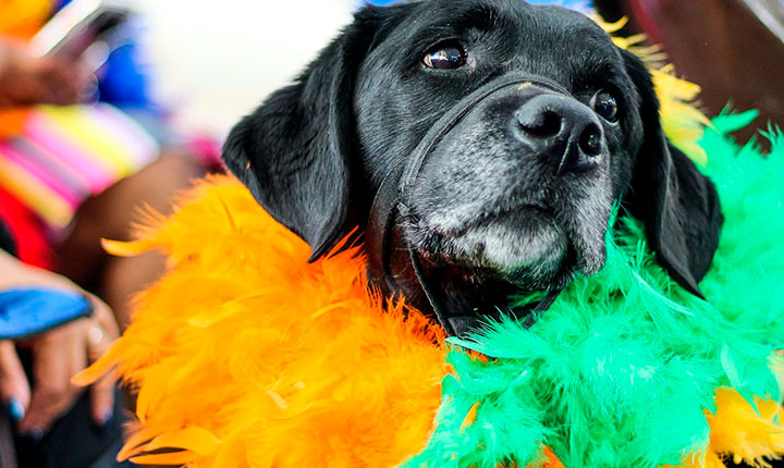 Pets carnaval
