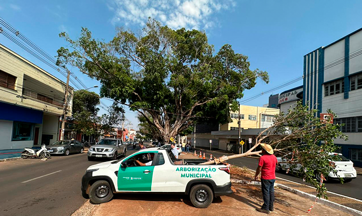 Avenida Mato Grosso recebe mudas das figueiras centenárias da Afonso Pena