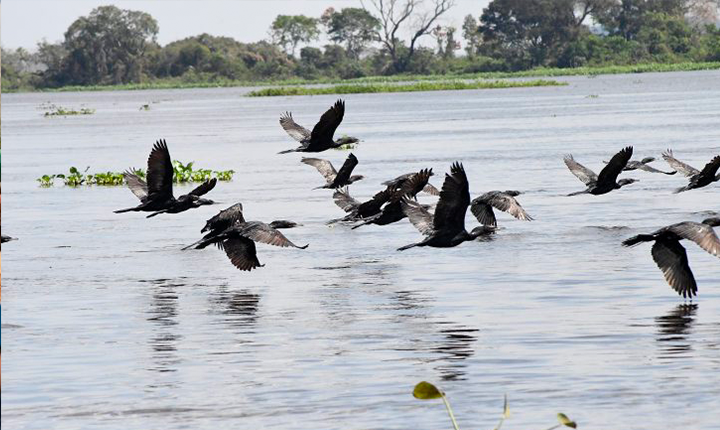 Pantanal é ponto de parada e alimentação para 190 espécies de aves migratórias