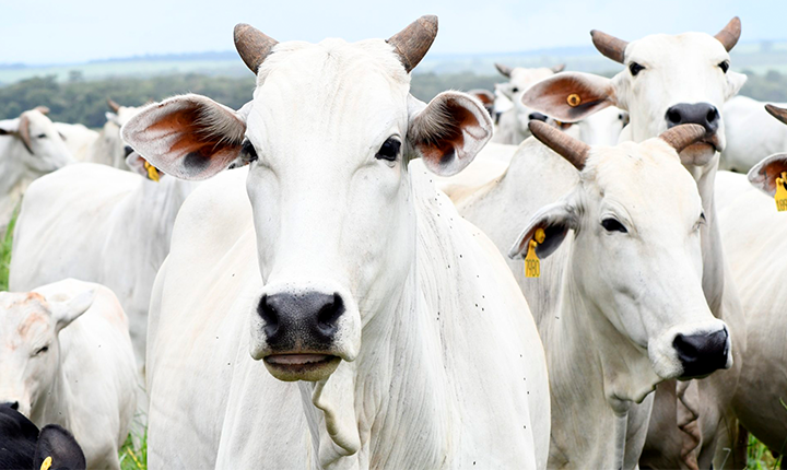 Com maior crescimento do país, agro de MS é destaque nacional