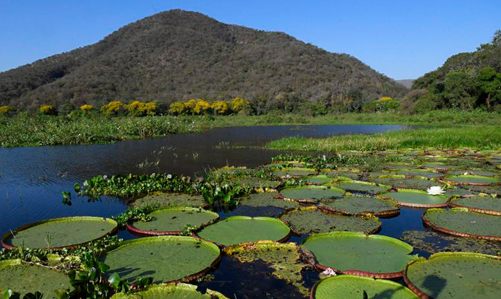 MS é o único estado a implementar todos os instrumentos da governança climática