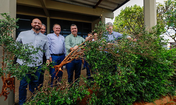 Para fortalecer cadeia produtiva da laranja, Riedel participa de remoção simbólica de murtas