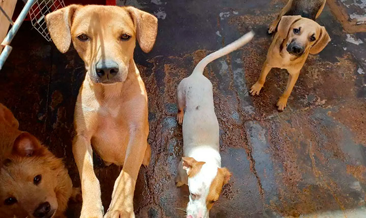 Abrigo com mais de 500 animais precisa de socorro em Campo Grande