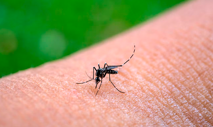 MS concentra mortes por chikungunya e mobiliza força-tarefa