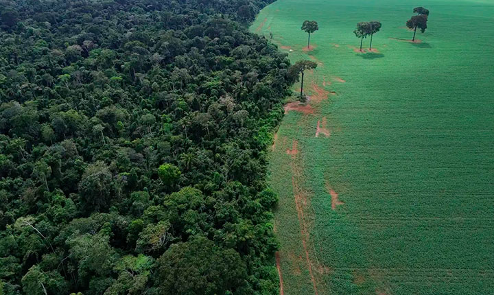 Ecologia desmatamento