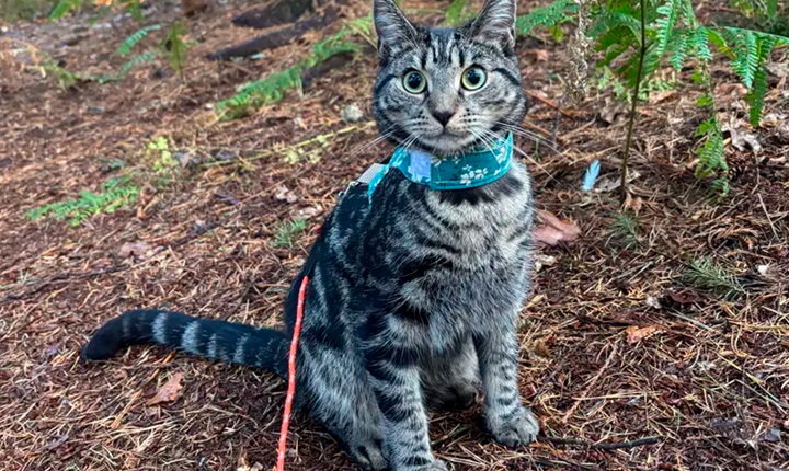 Passeio gatos