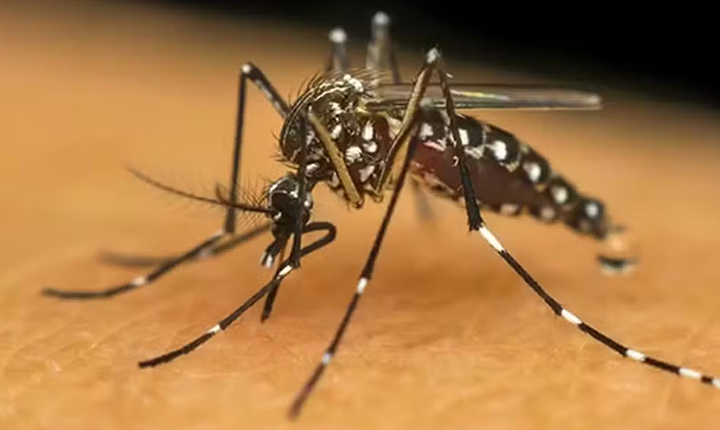 Chikungunya avança em Mato Grosso do Sul e registra novas mortes