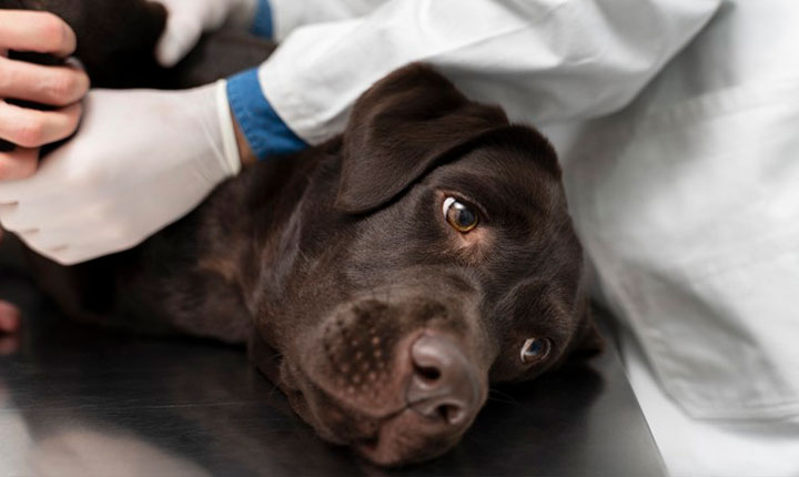 Projeto cria rede de resgate e pronto atendimento para animais