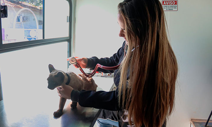 Consultório móvel atende pets na Praça do Papa a partir desta segunda