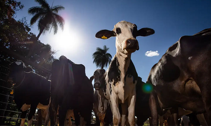 União Europeia oficializa veto à carne brasileira a partir de setembro: também estão na lista mel, tripas e peixe