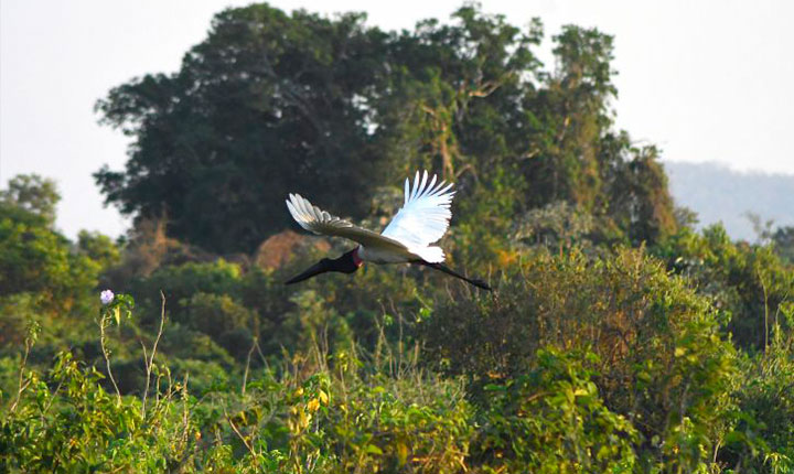 Mato Grosso do Sul tem a menor área desmatada do Brasil nos últimos 7 anos